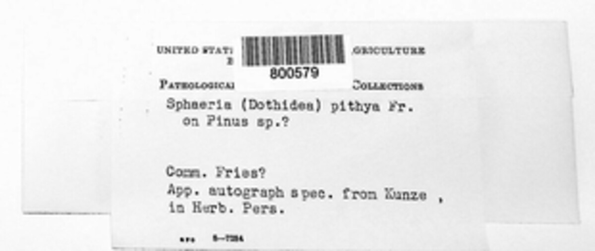 Tympanis image